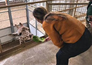 Feeding animals at the zoo