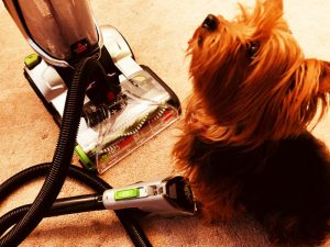 Dog-Hair-Cleaner