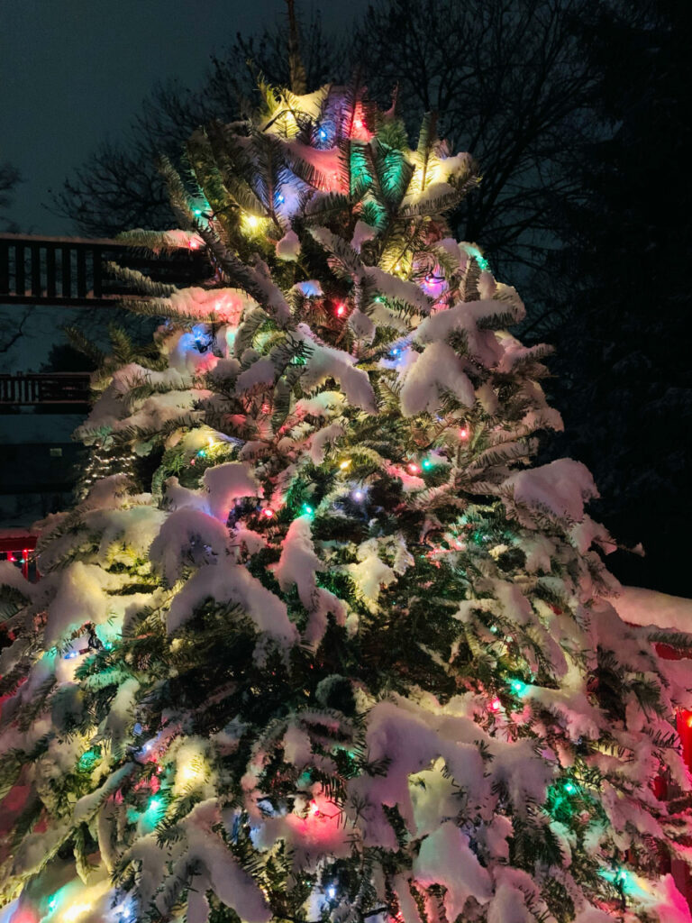 outdoor Christmas Tree