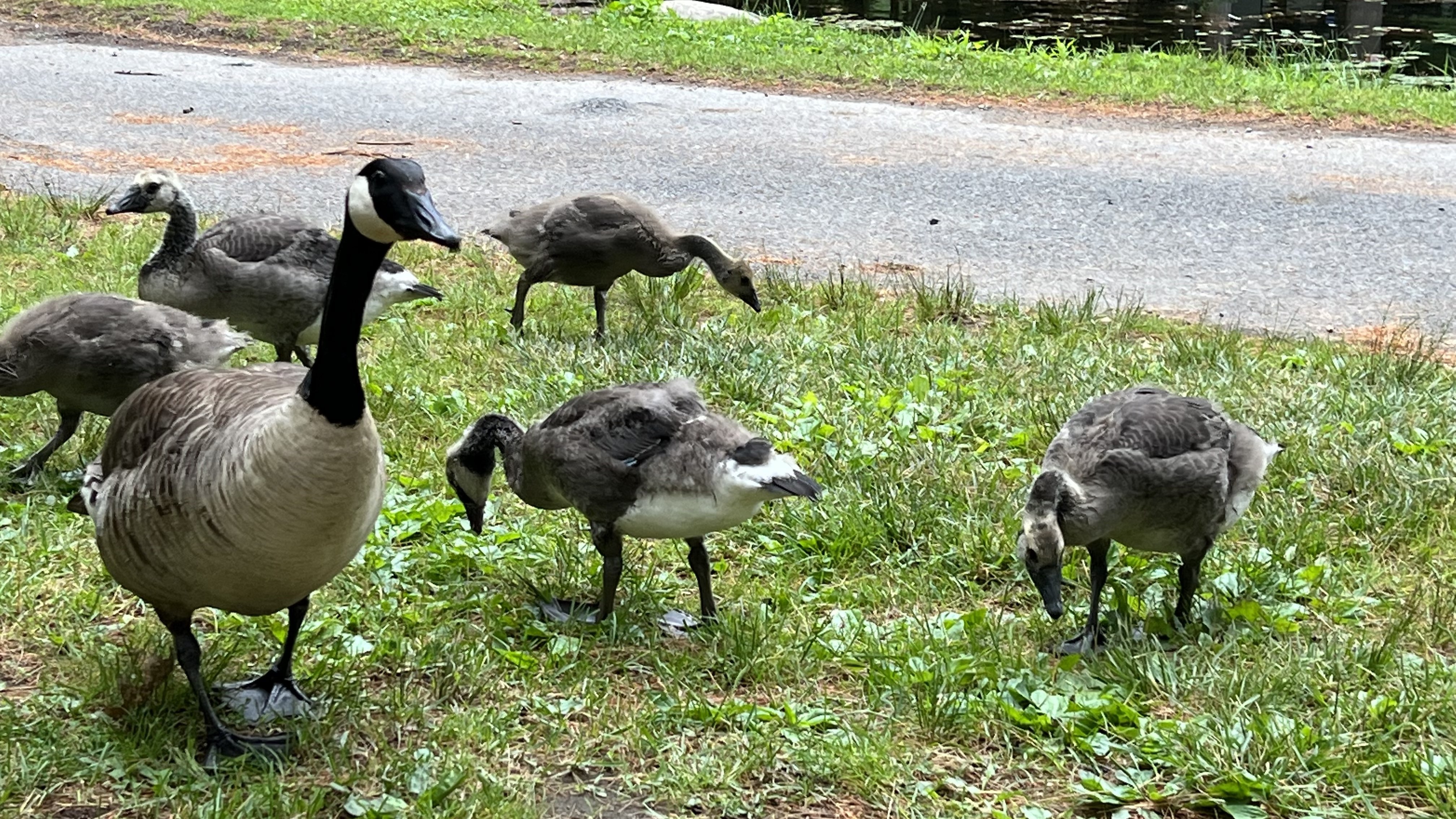 geese at the campground