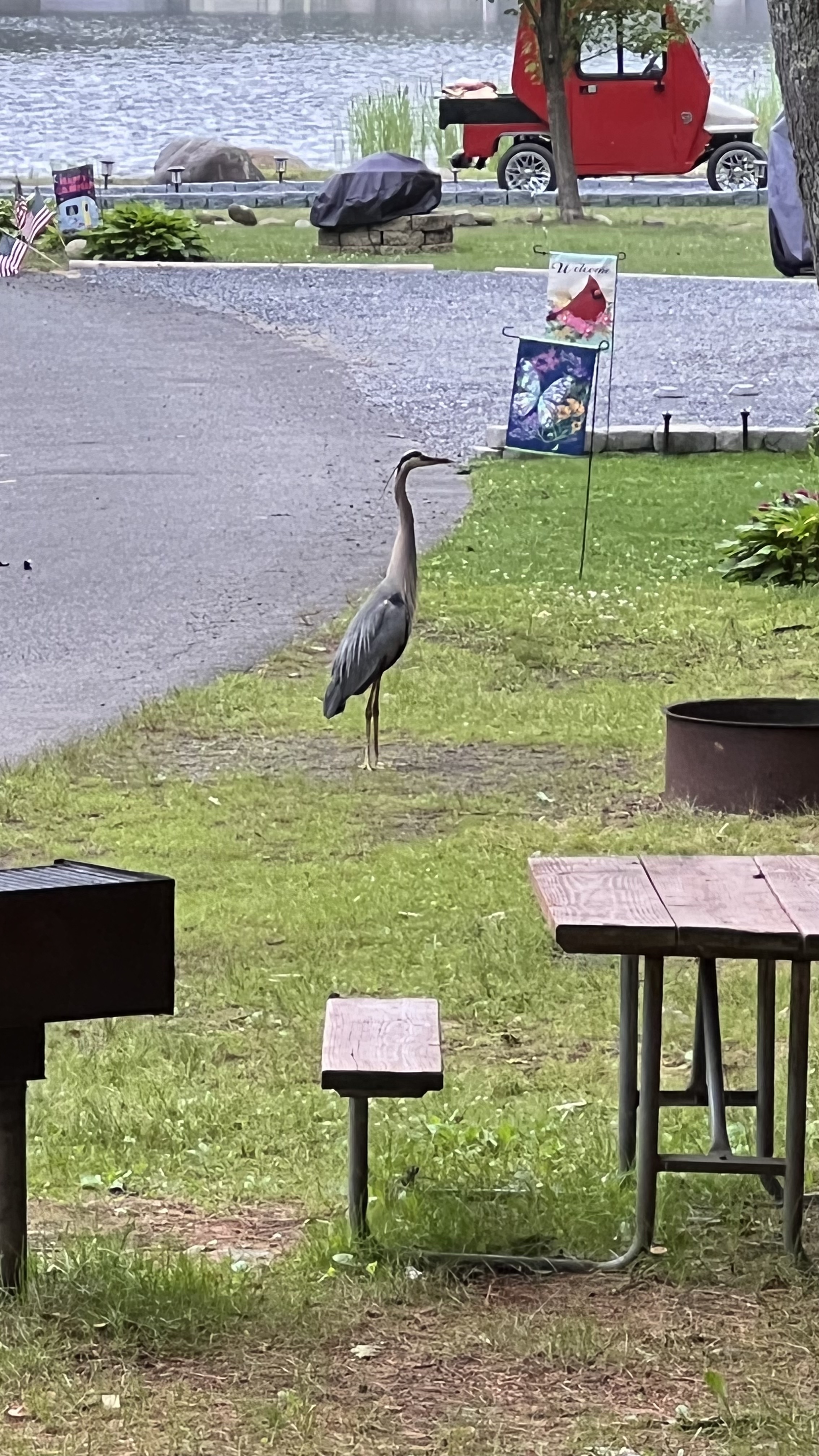 blue heron at the campground
