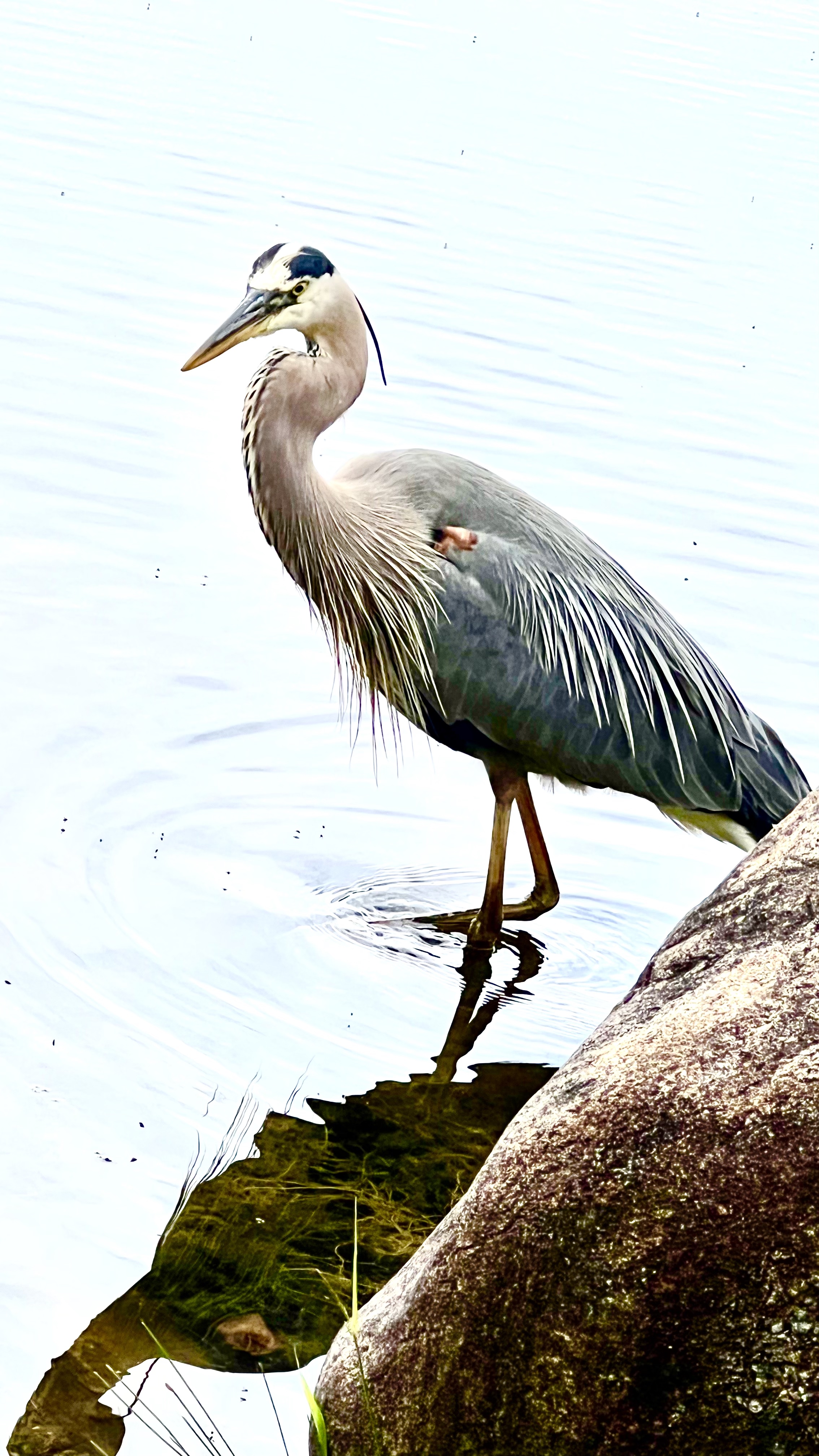 blue heron at the campground - 2