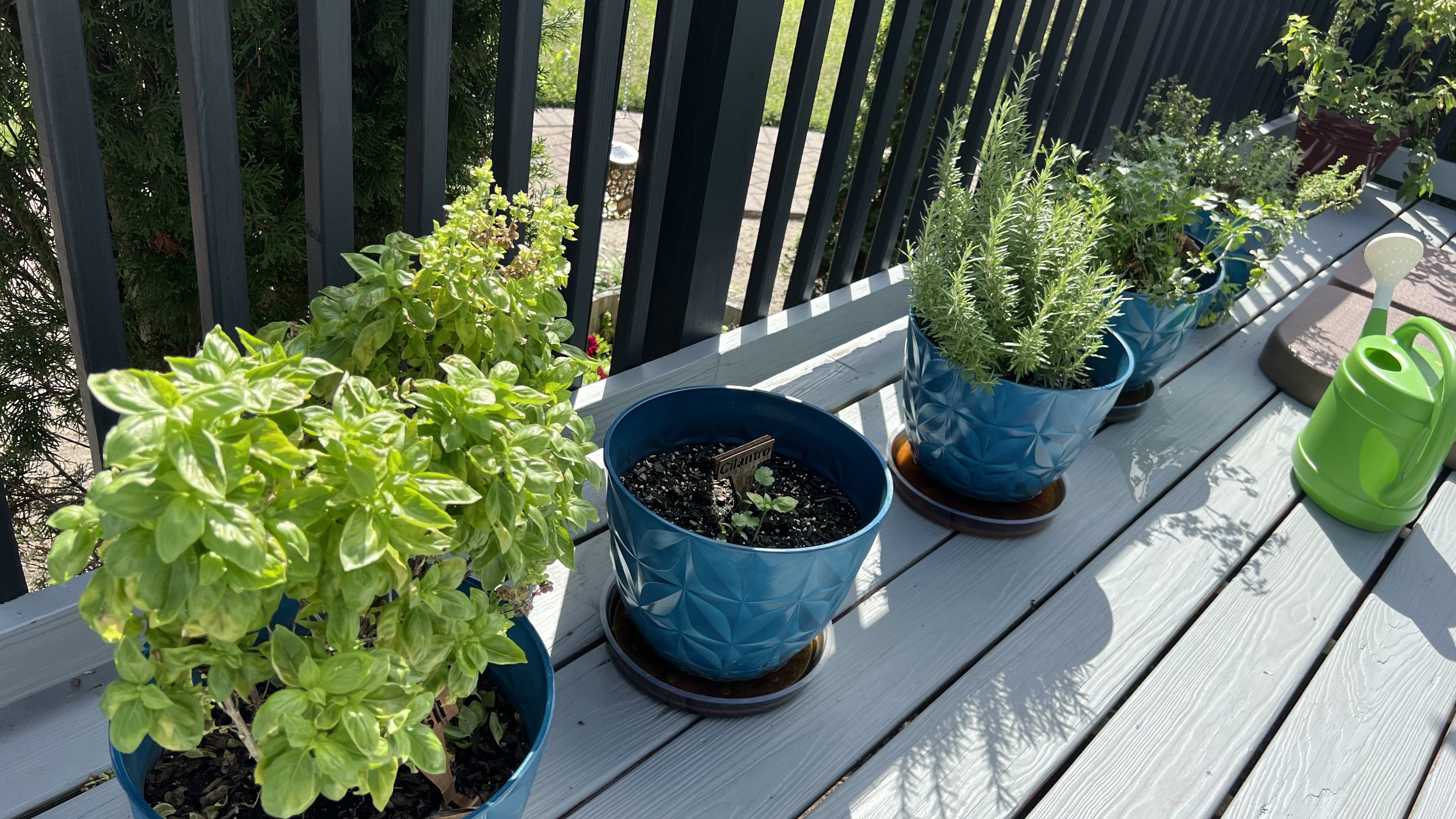 outdoor summer herbs