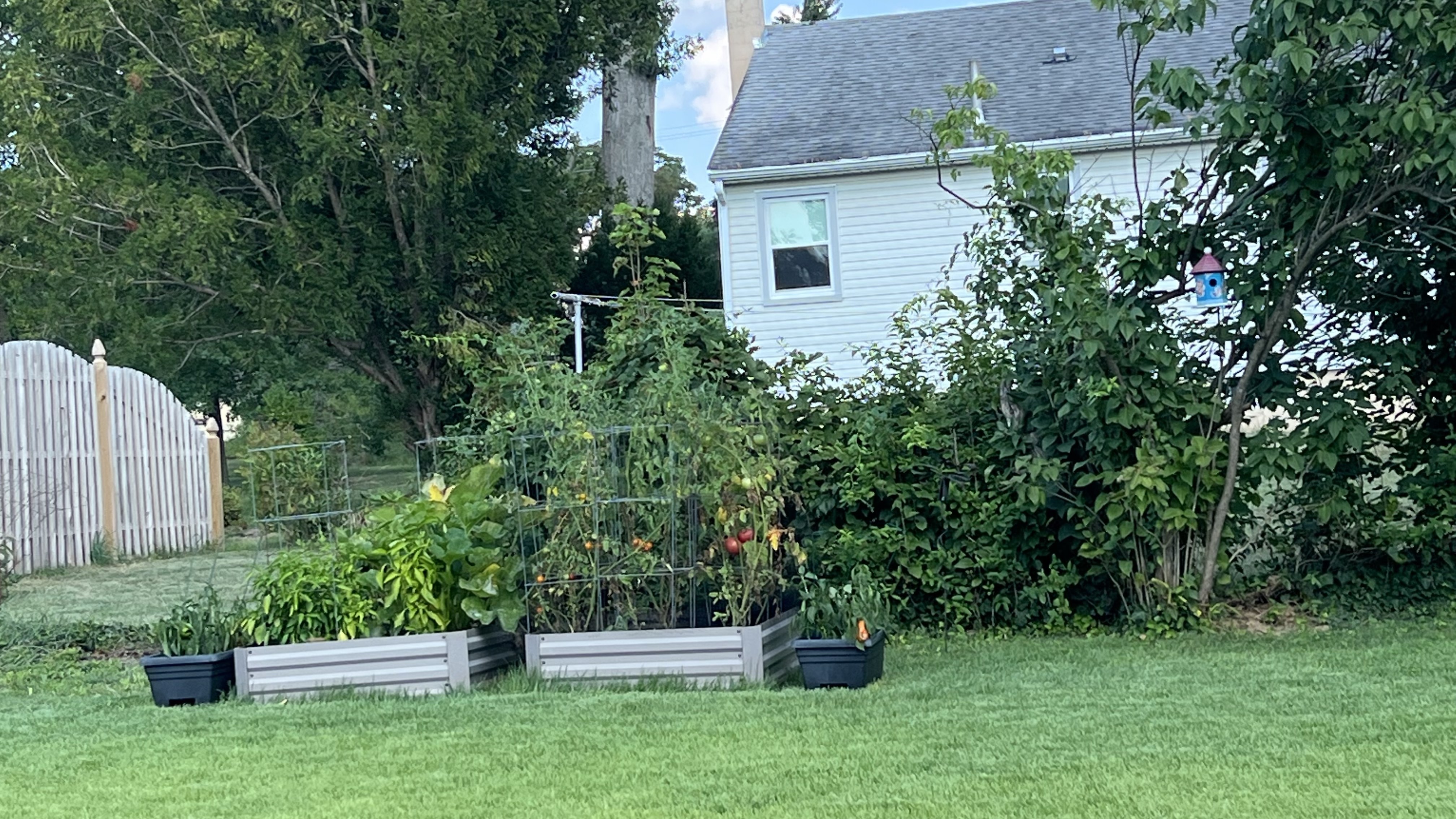 outdoor tomato garden