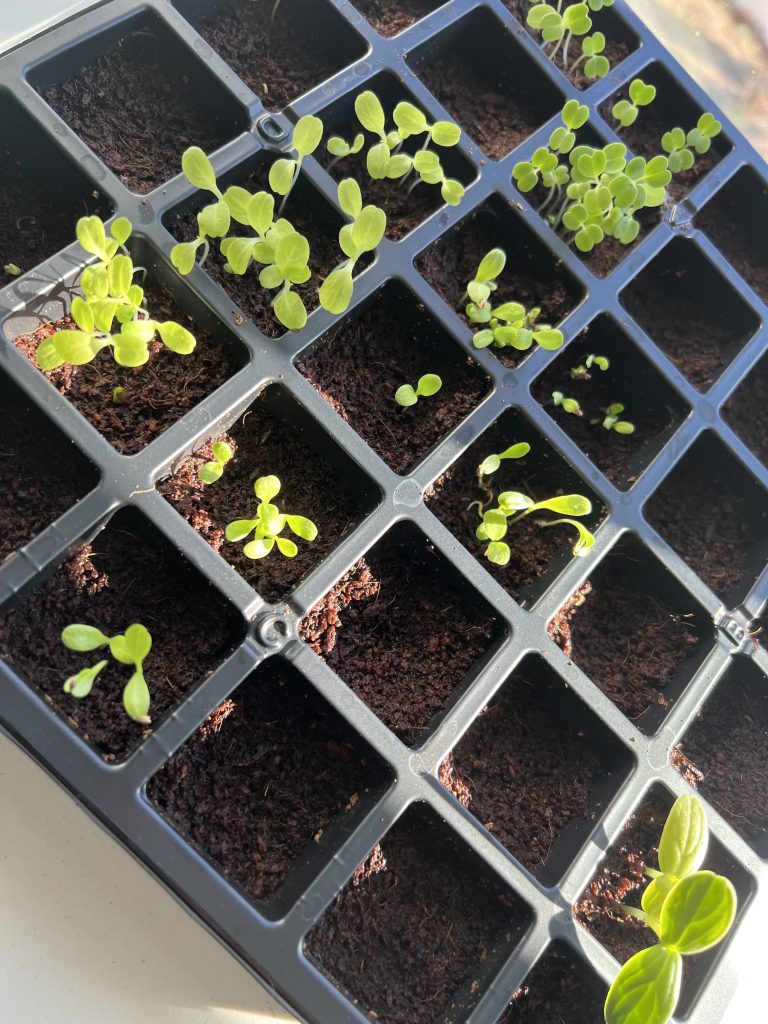 week old plants
