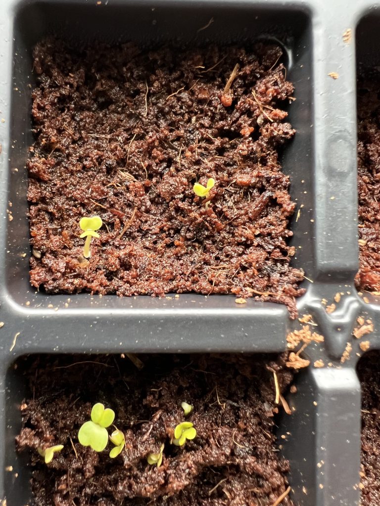 seedling sprouts