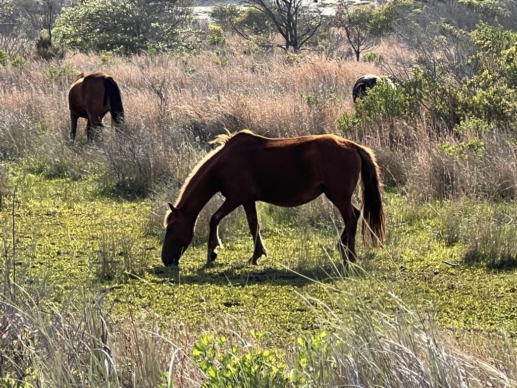 more wild horses