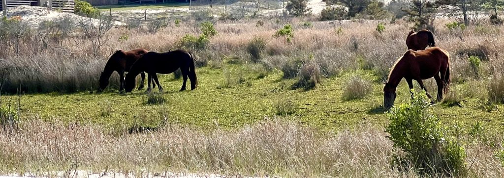 wild horses at the outer banks