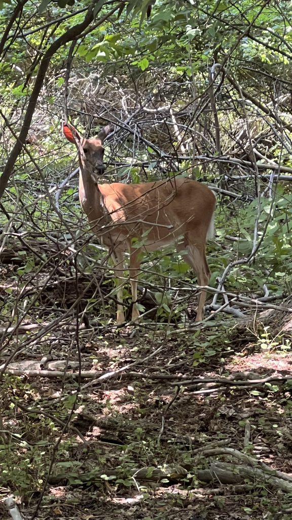 wildlife on Hartshorne woods trail