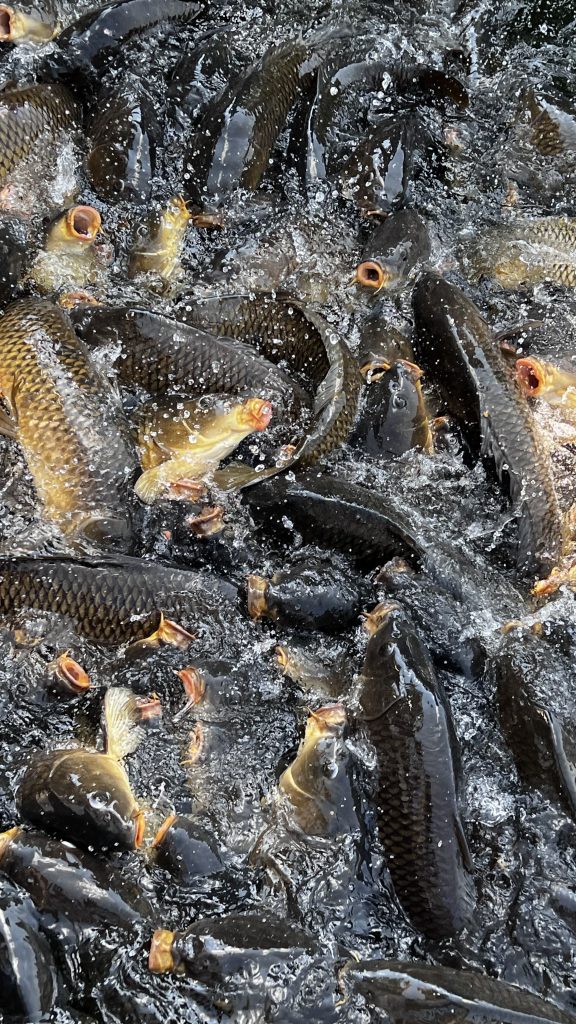 feeding carp at the Lake Raystown Resort Marina