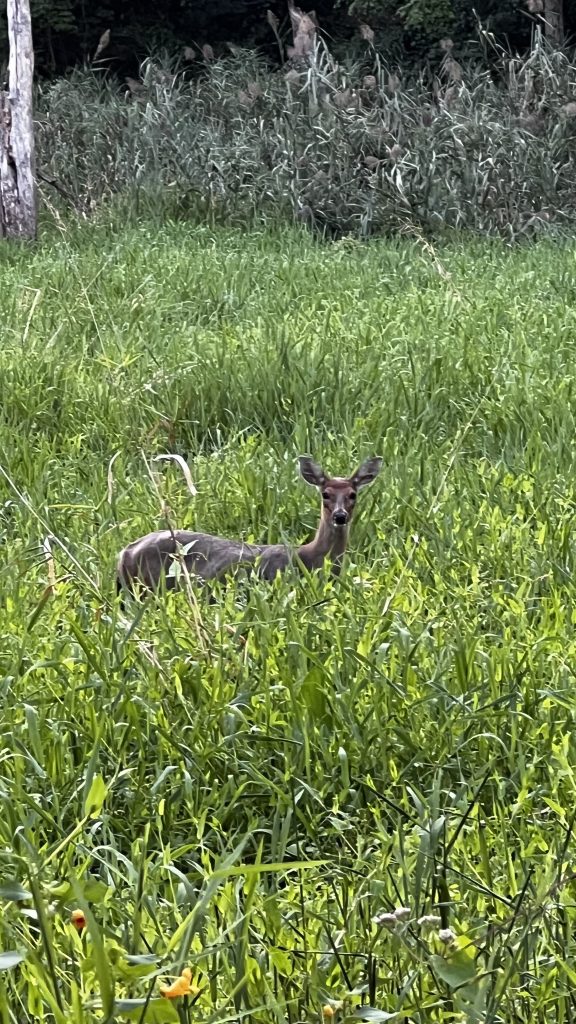 deer spotted on the trail