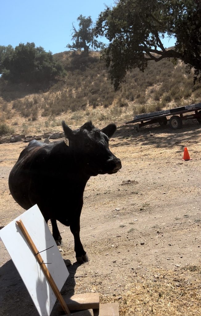 cattle on the road