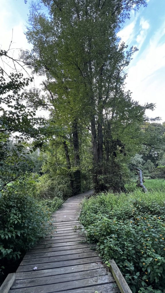 raised hiking trail