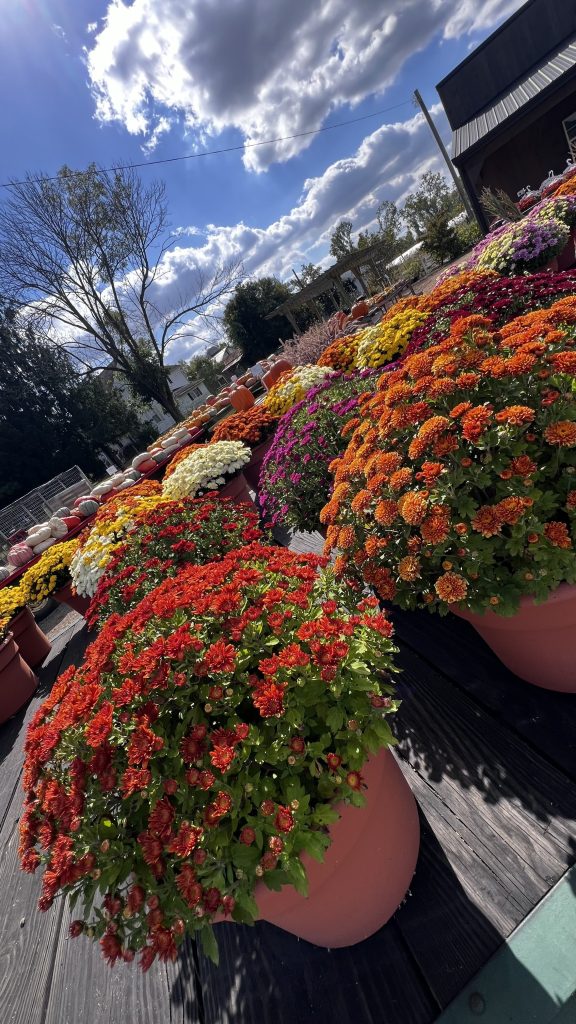 fall mums