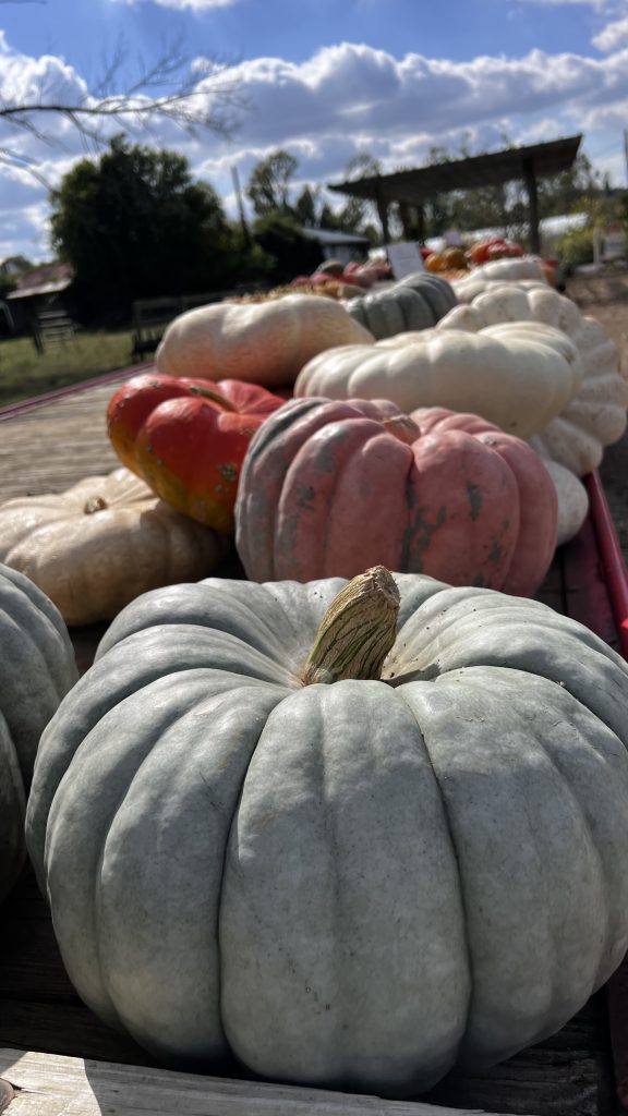 fall pumpkins