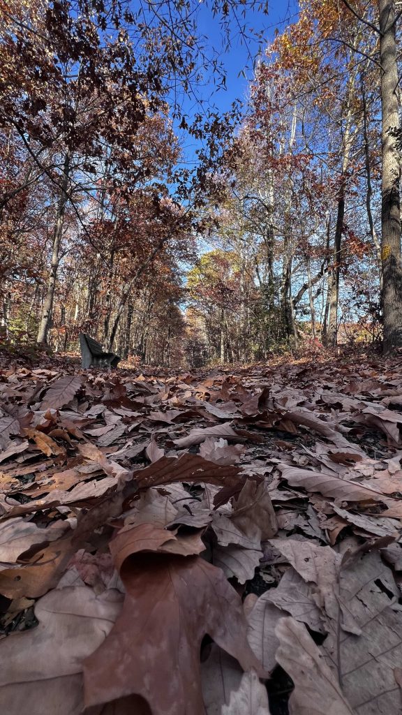 autumn leaves on the trail