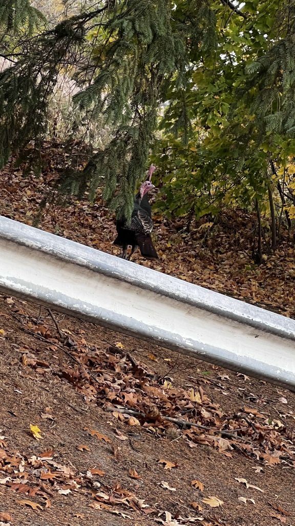 turkey on the trail