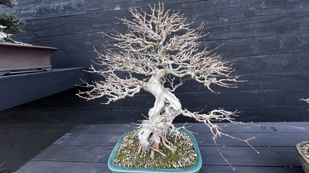 another bonsai tree