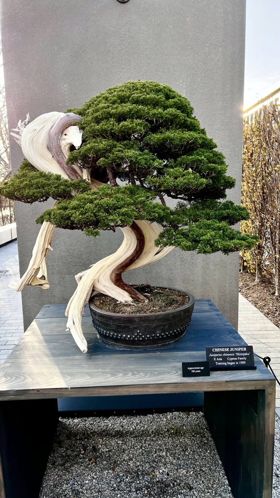 bonsai tree