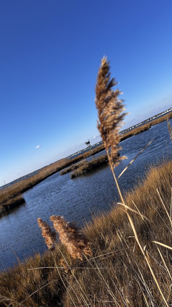 view from Cattus Island