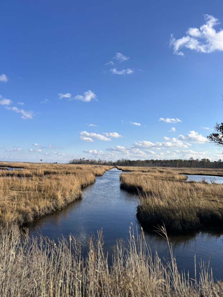 Cattus Island Marsh