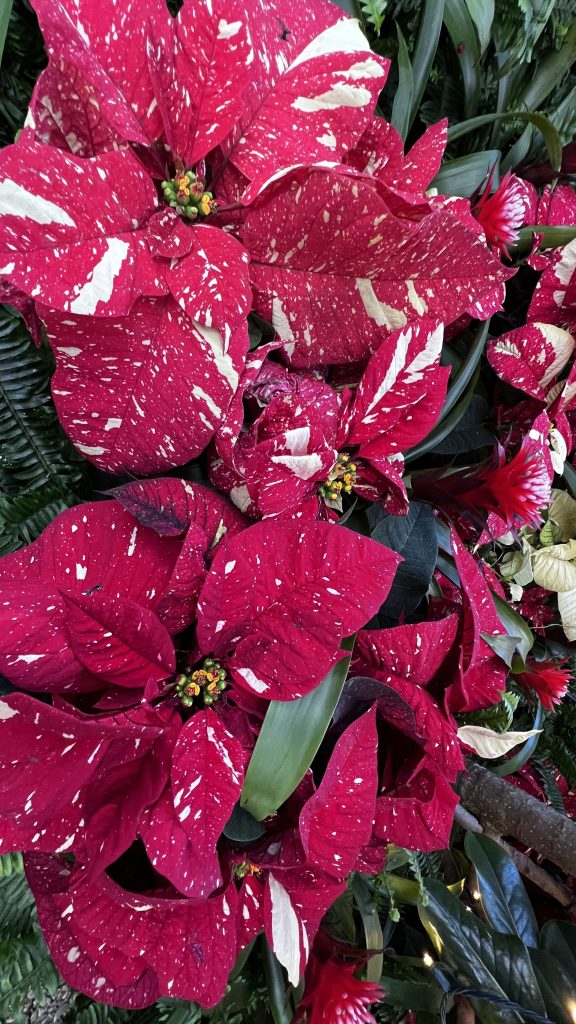 poinsettia variations