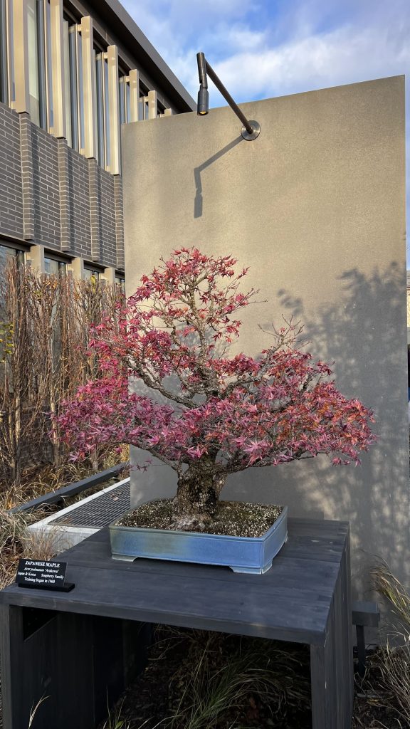 japanese maple bonsai tree