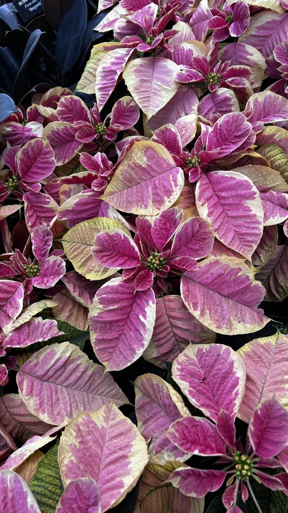 poinsettia variations 2