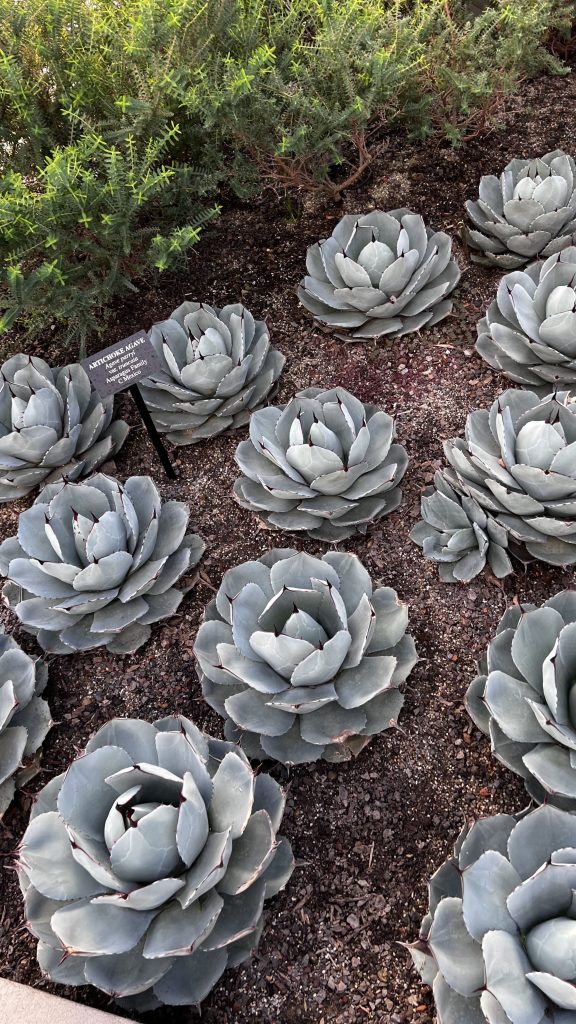 artichoke agave plants