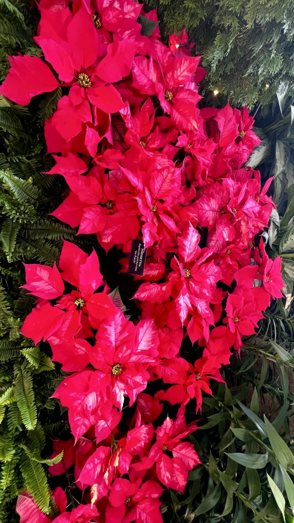 poinsettias