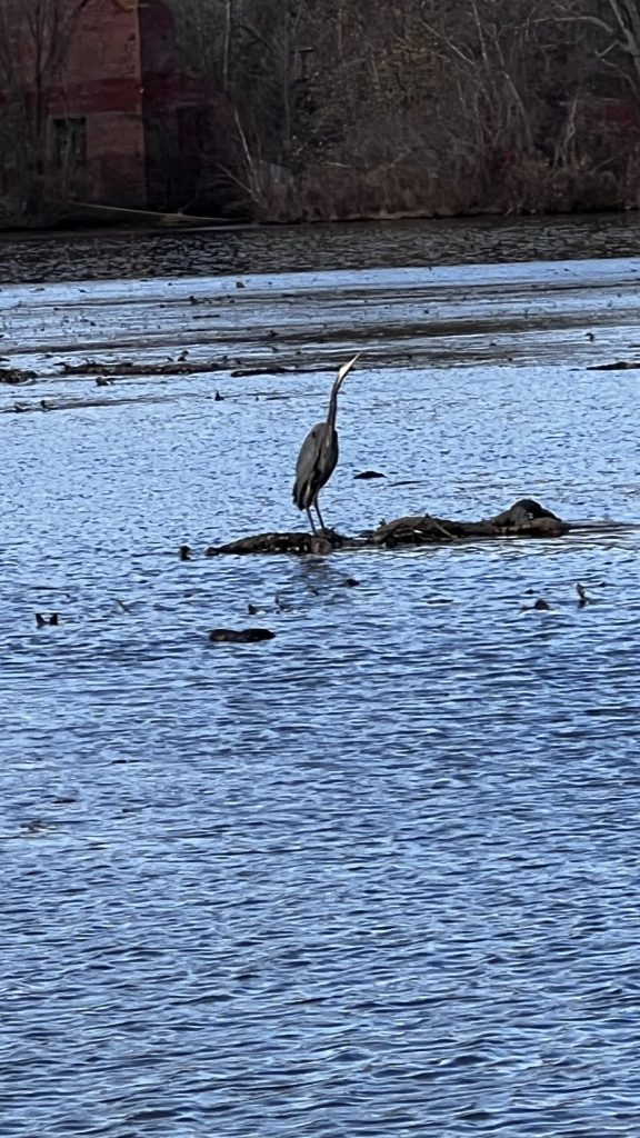 heron