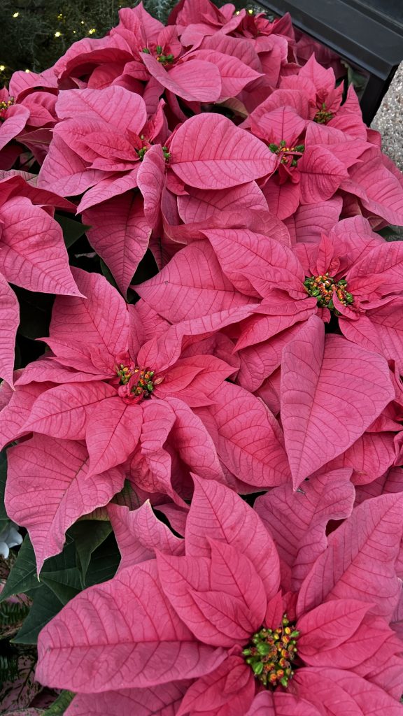 poinsettia variations 3