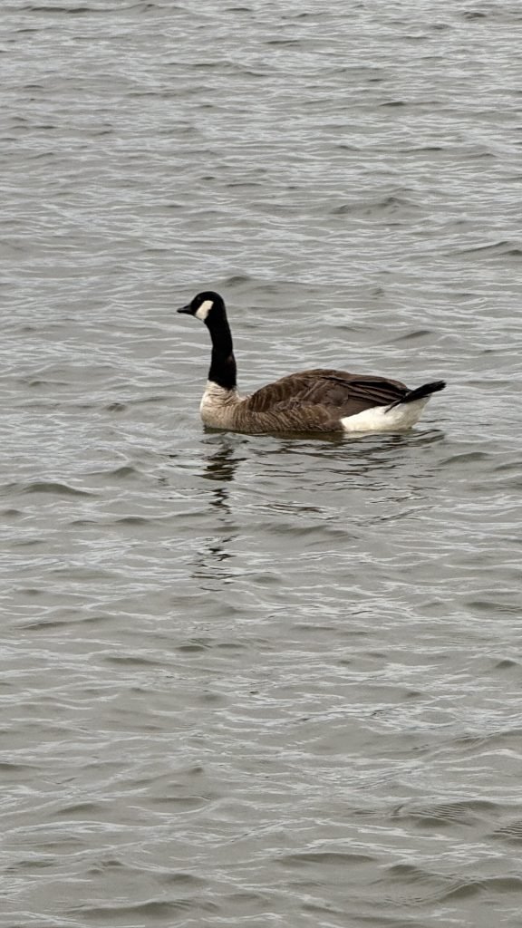 another Canadian Goose