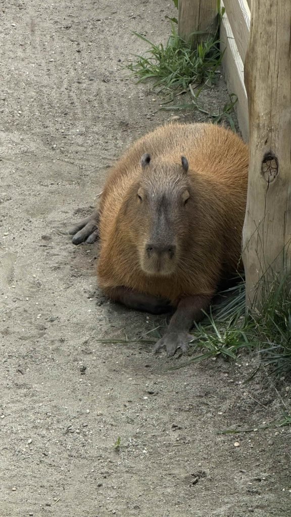 capibara