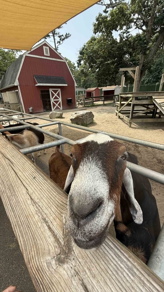 feeding goats and cow