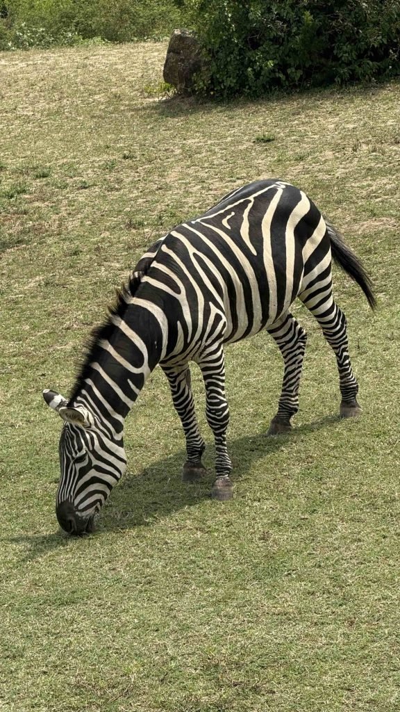 zebra