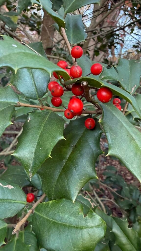 holly berries