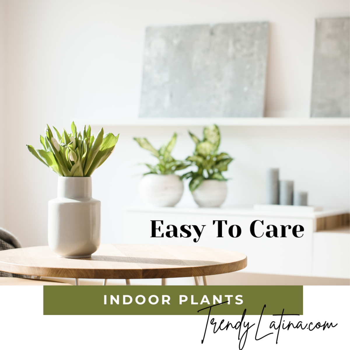 Easy To Care Indoor Plants | Trendy Latina