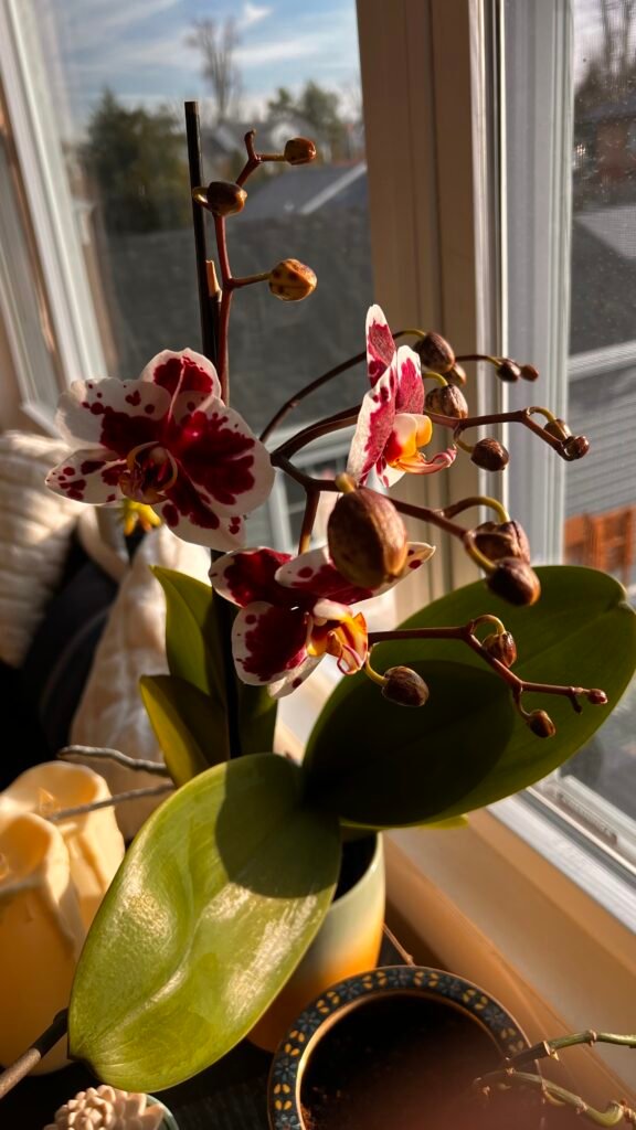 orchid blooms orchid blooms