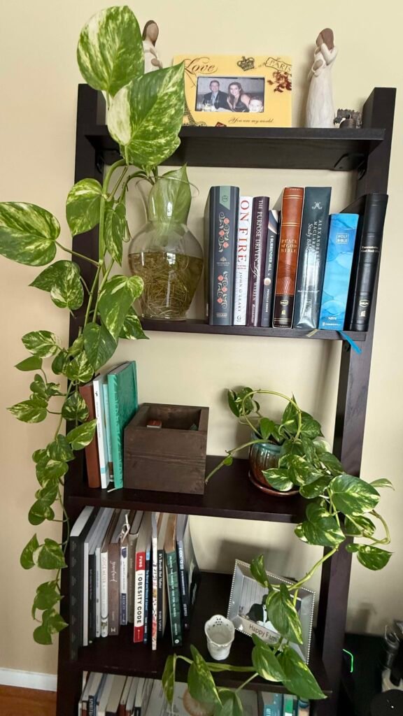 pothos plants pothos plants