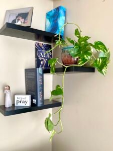 indoor plant on shelves