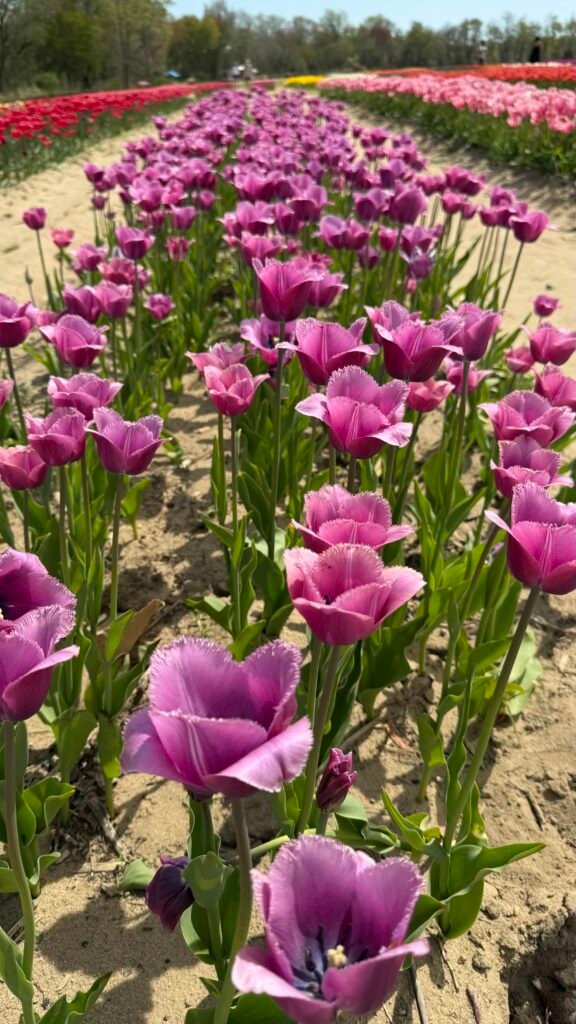vibrant tulip colors