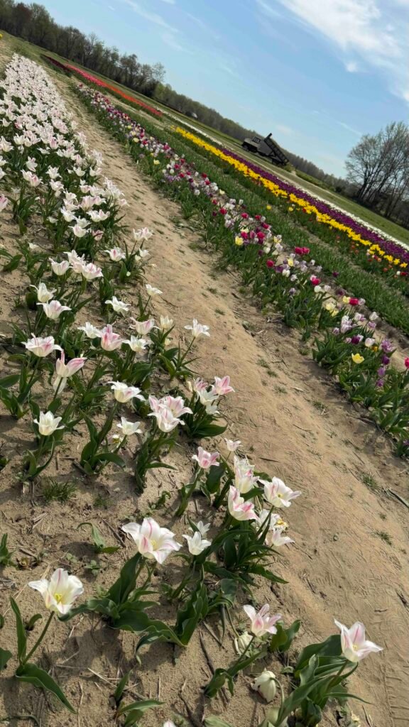 beautiful tulips