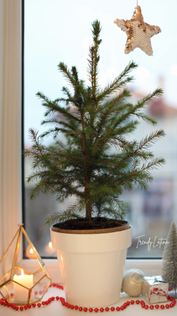 small potted christmas tree